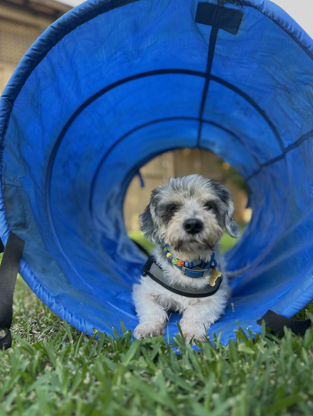Benji, a Adoptable mixed breed in Los Angeles, CA image 3/6