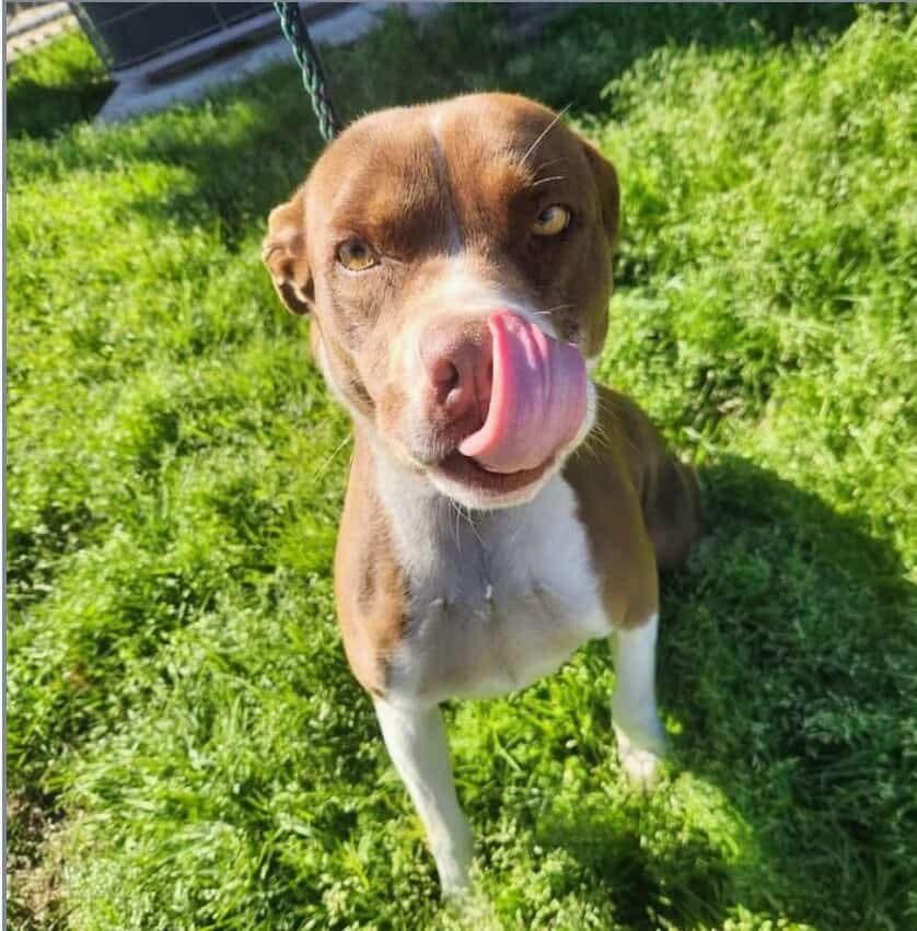 Nadia #A137514 π π¨π¦, Adoptable, Adult Female Pit Bull Terrier.