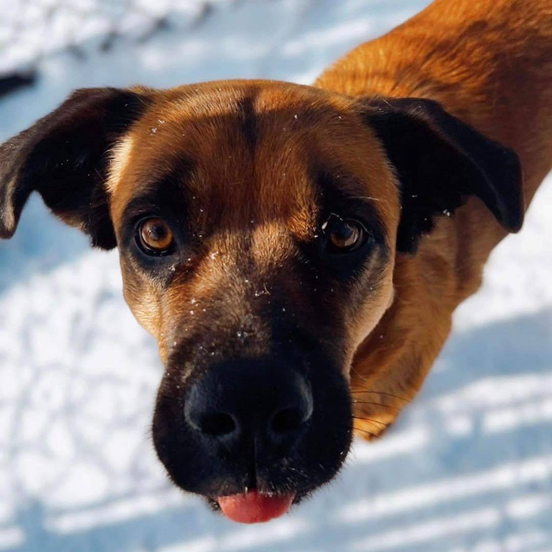 Kaylor, a Adoptable mixed breed in Richmond, KY image 2/6