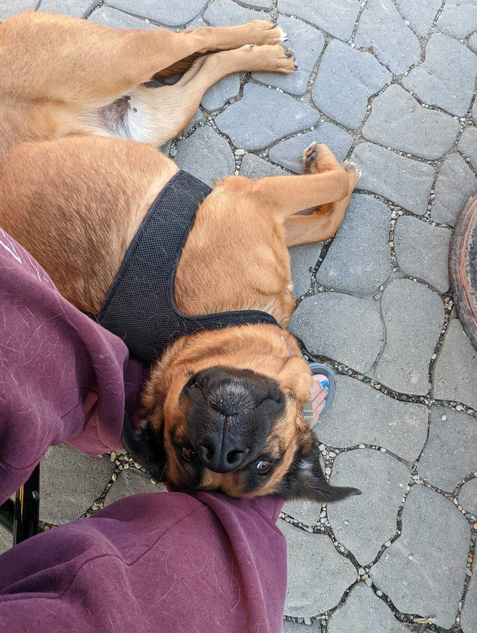 Kaylor, a Adoptable mixed breed in Richmond, KY image 4/6