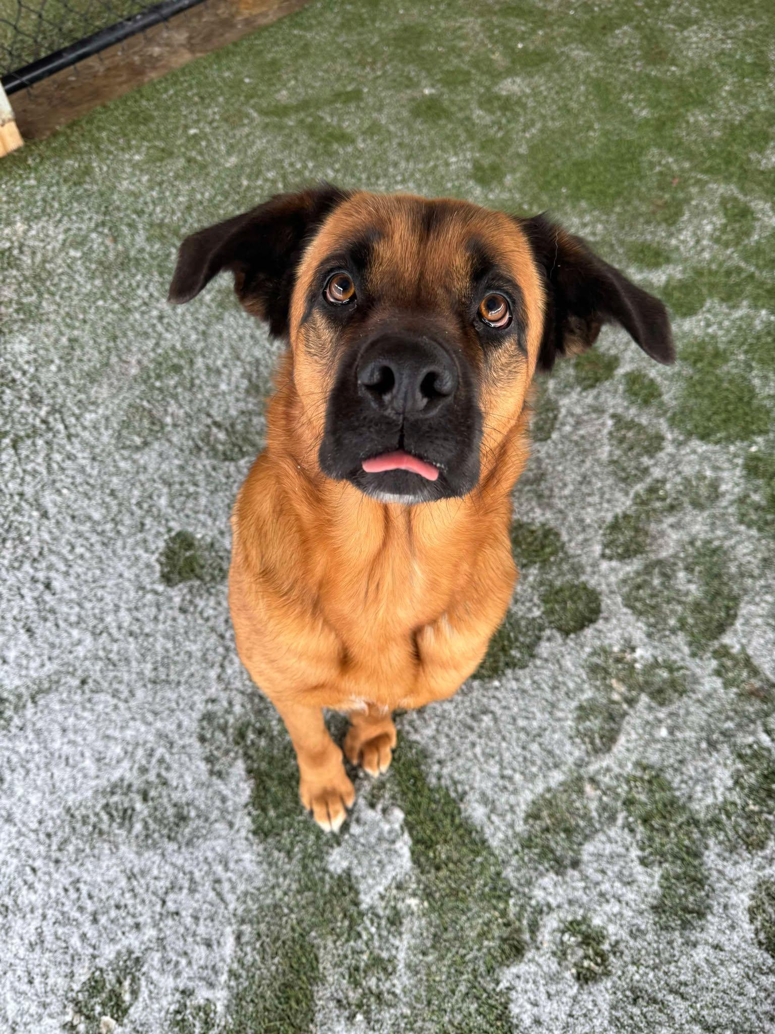 Kaylor, Adult Female Saint Bernard