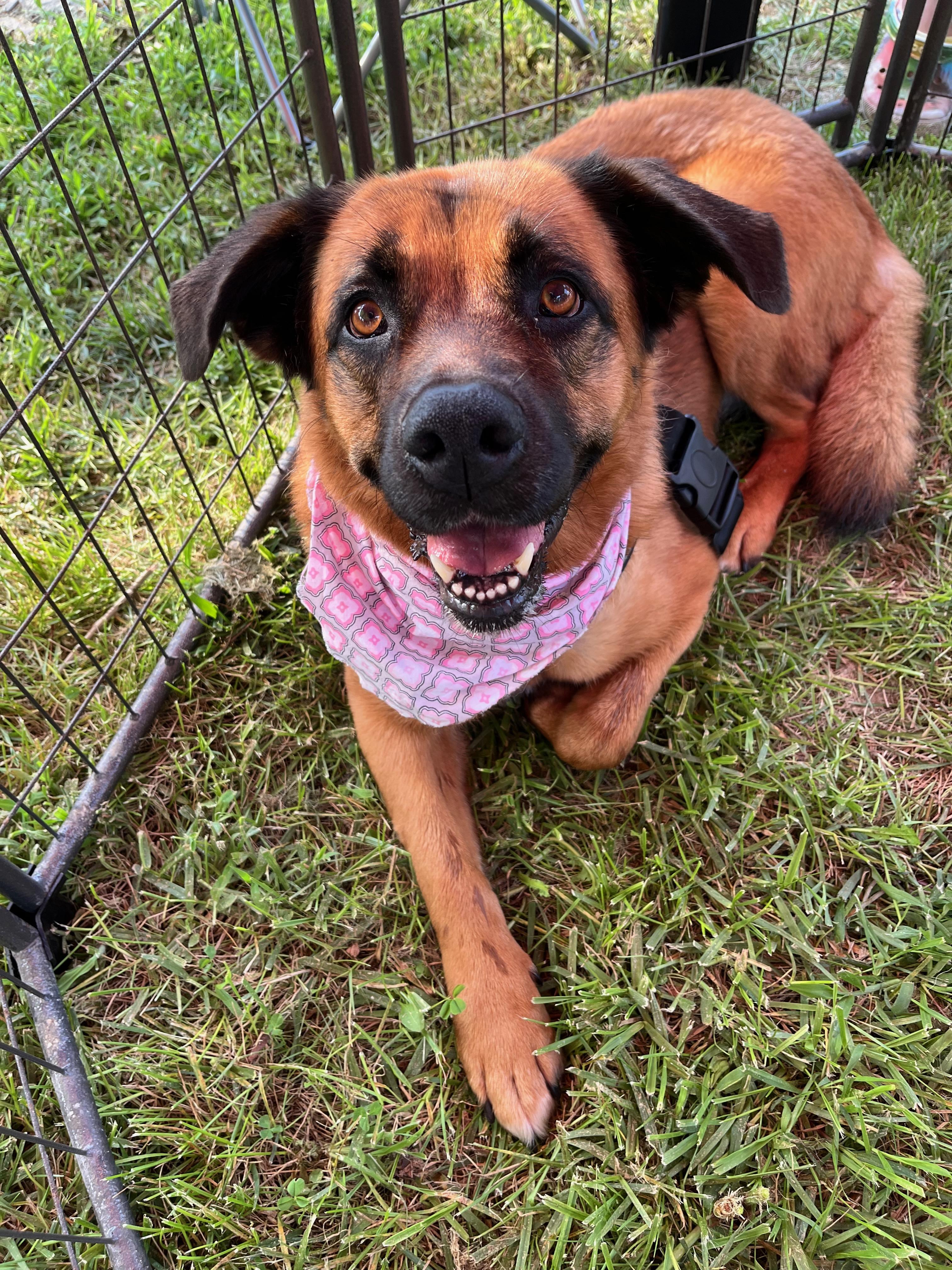 Kaylor, Adoptable, Adult Female Saint Bernard & American Bulldog.