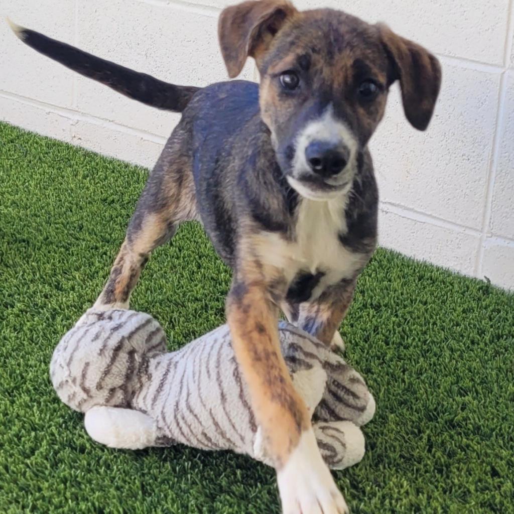 Dog for adoption Anita Dearly, a Hound & Shepherd Mix in Cumberland