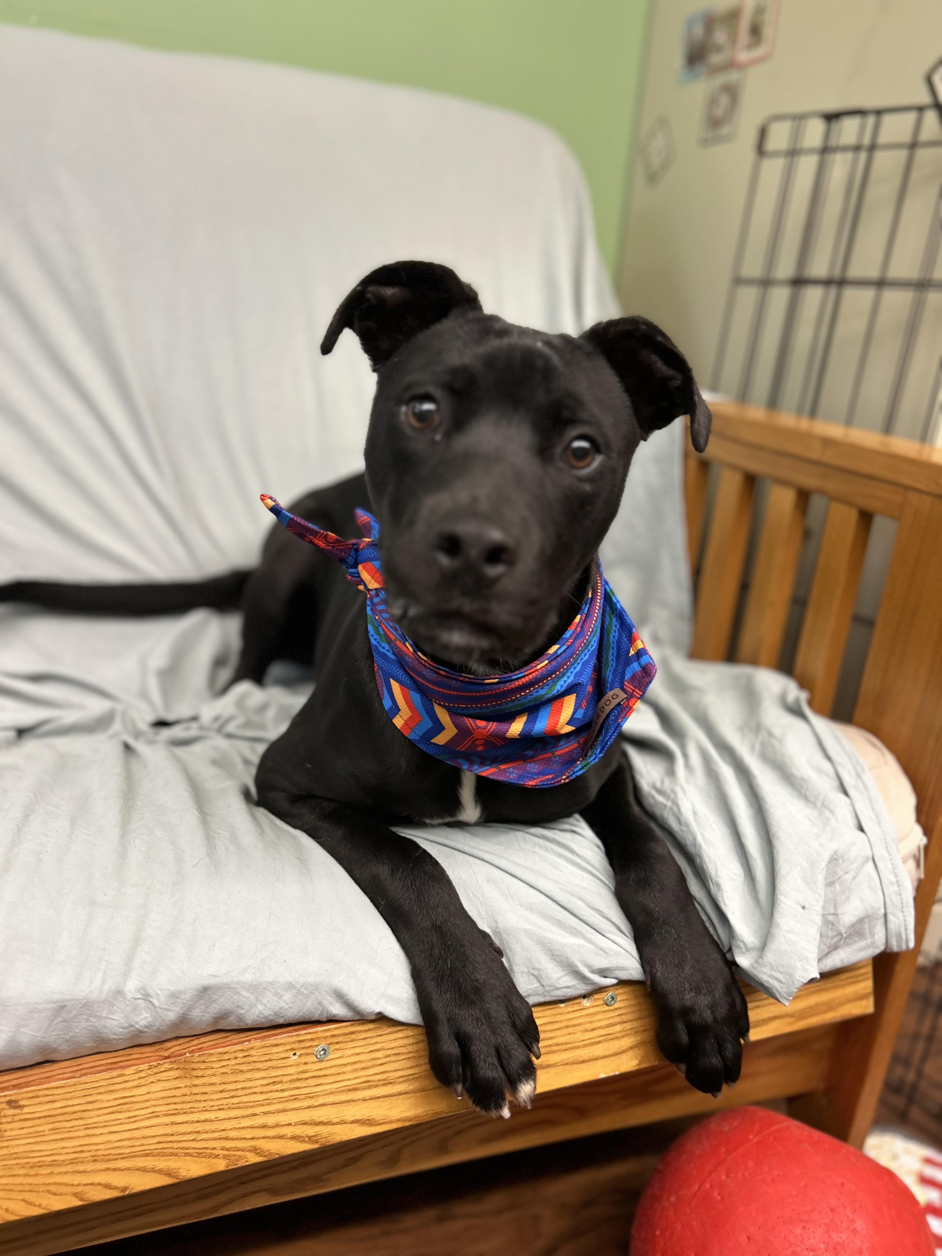 Sombra, ADOPTABLE, Young Male Black Labrador Retriever.