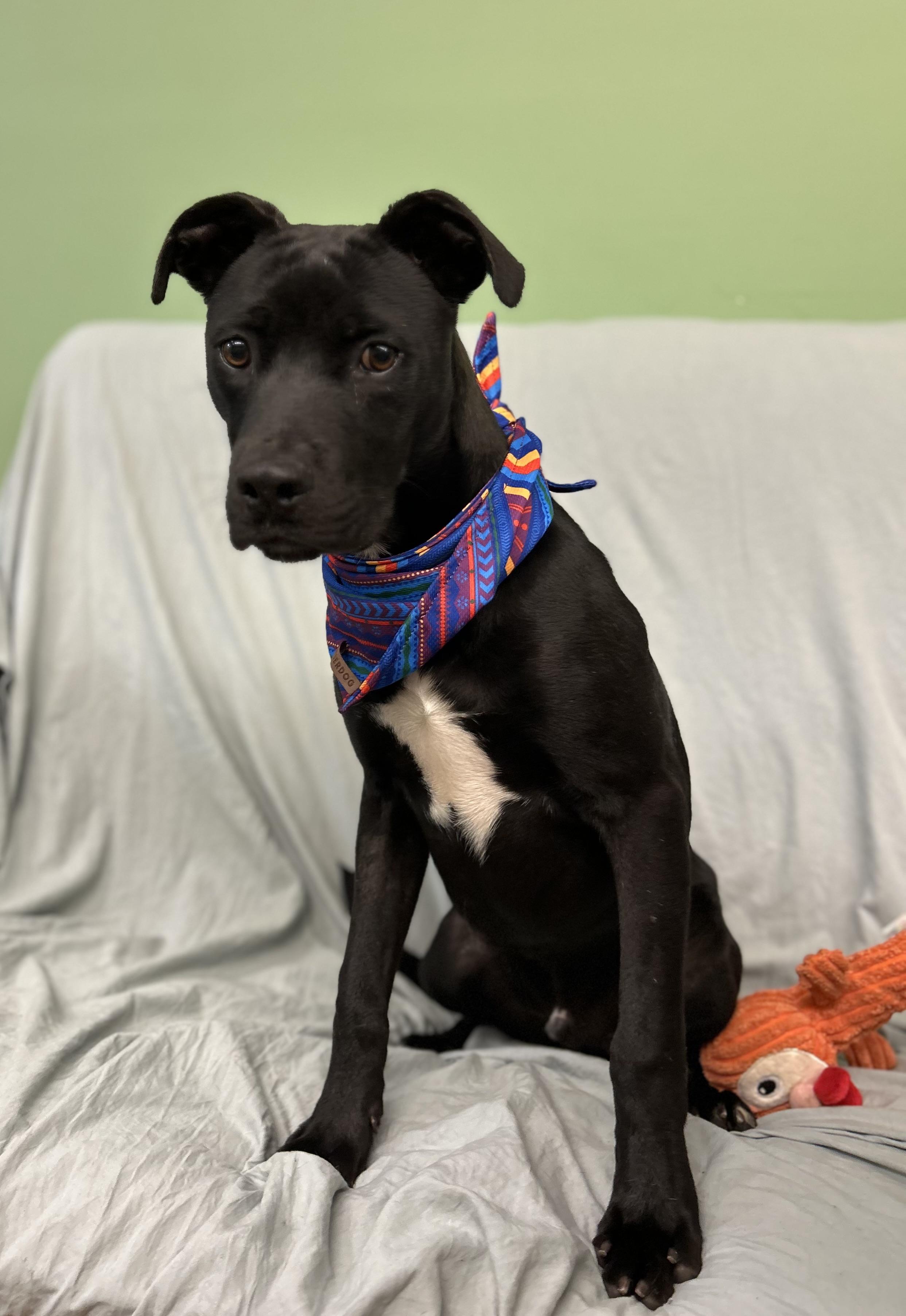 Sombra, a ADOPTABLE mixed breed in Howes Cave, NY image 2/3