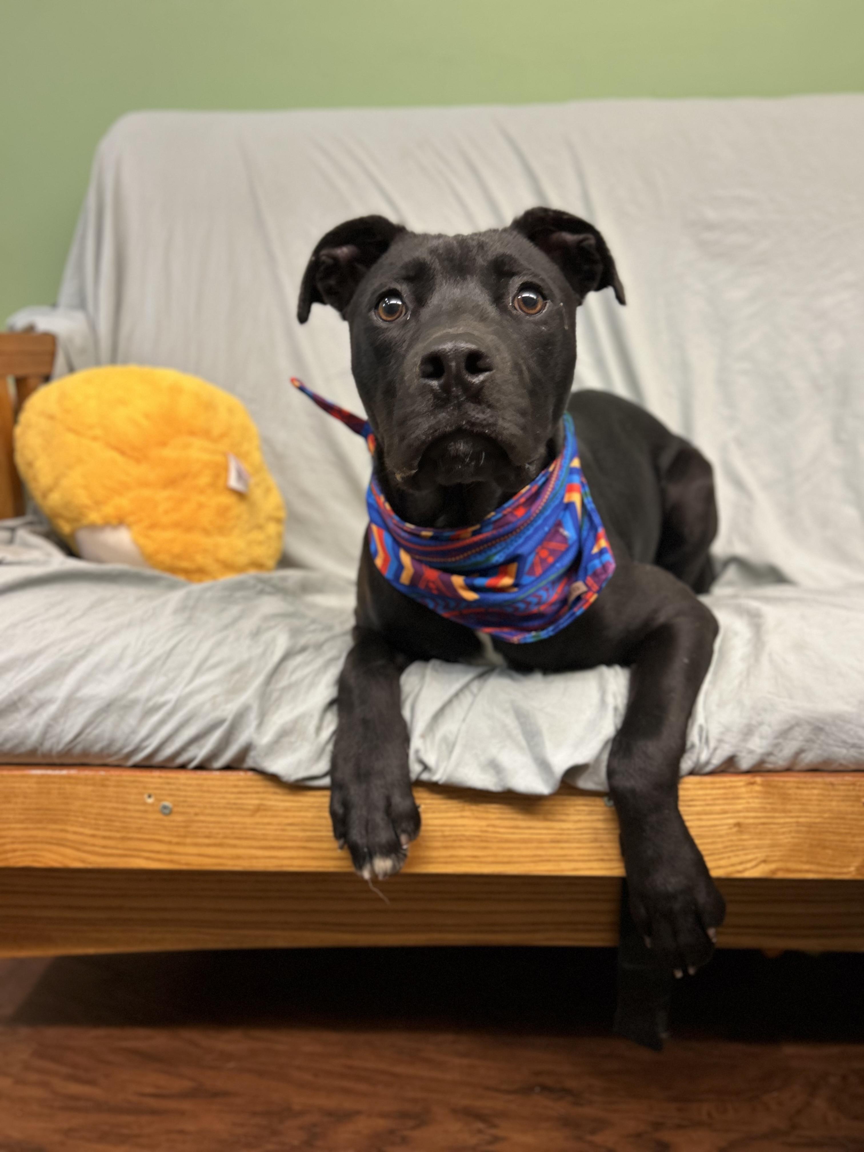 Sombra, a ADOPTABLE mixed breed in Howes Cave, NY image 3/3
