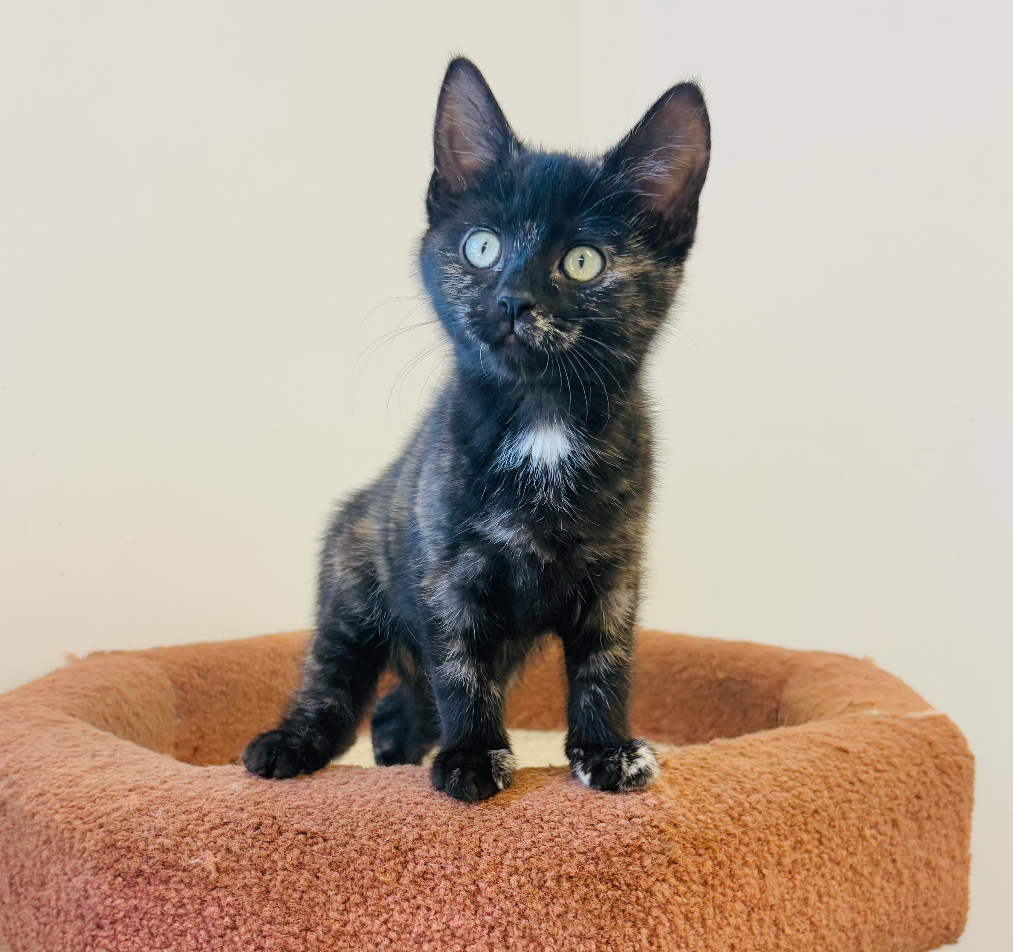 Betty, an adoptable Domestic Short Hair in St Stephen, NB, E3L 2X2 | Photo Image 1
