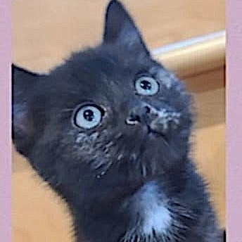 Betty, an adoptable Domestic Short Hair in St Stephen, NB, E3L 2X2 | Photo Image 2