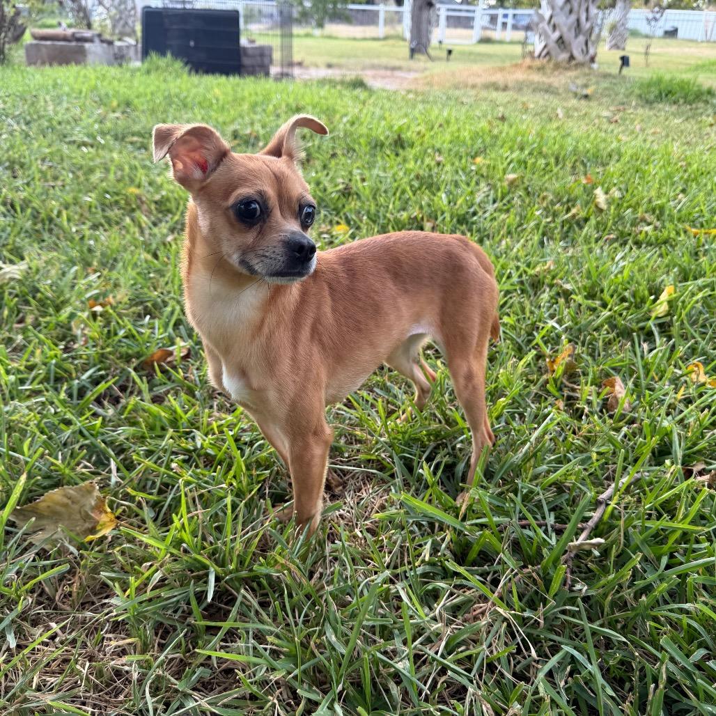 Tulip, Adoptable, Adult Female Chihuahua & Rat Terrier.