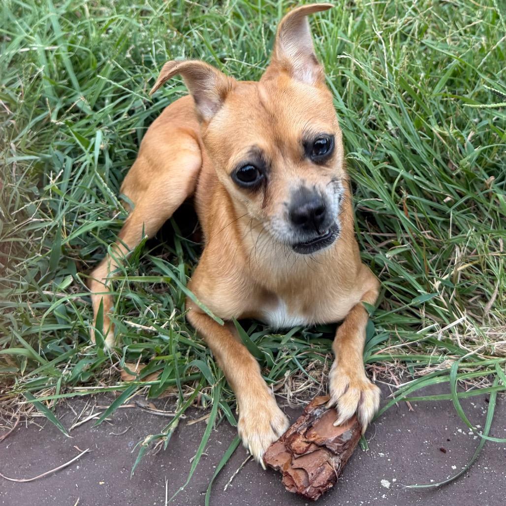 Enlarge Tulip, a Adoptable mixed breed in Aledo, TX image 2/5