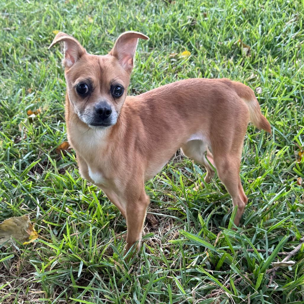 Enlarge Tulip, a Adoptable mixed breed in Aledo, TX image 3/5