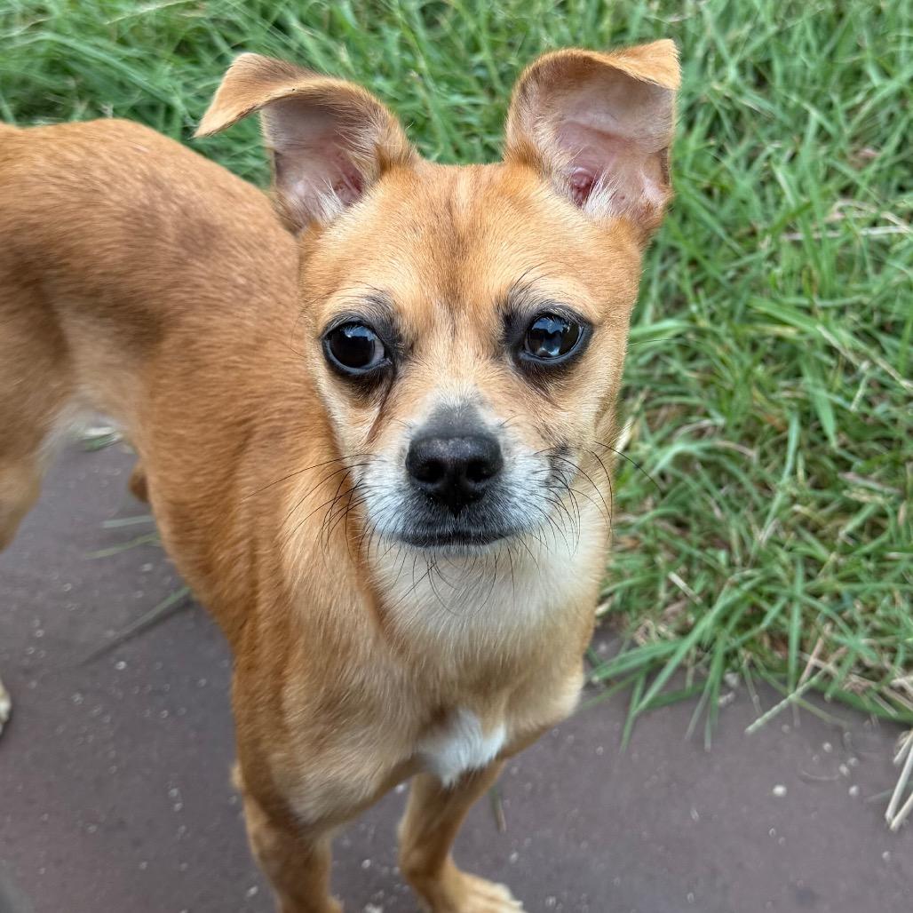 Enlarge Tulip, a Adoptable mixed breed in Aledo, TX image 4/5