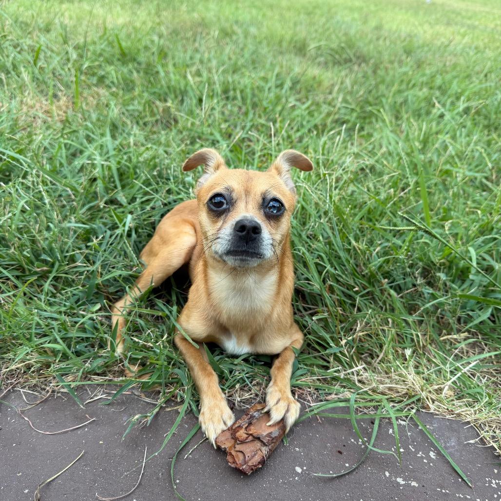Enlarge Tulip, a Adoptable mixed breed in Aledo, TX image 5/5