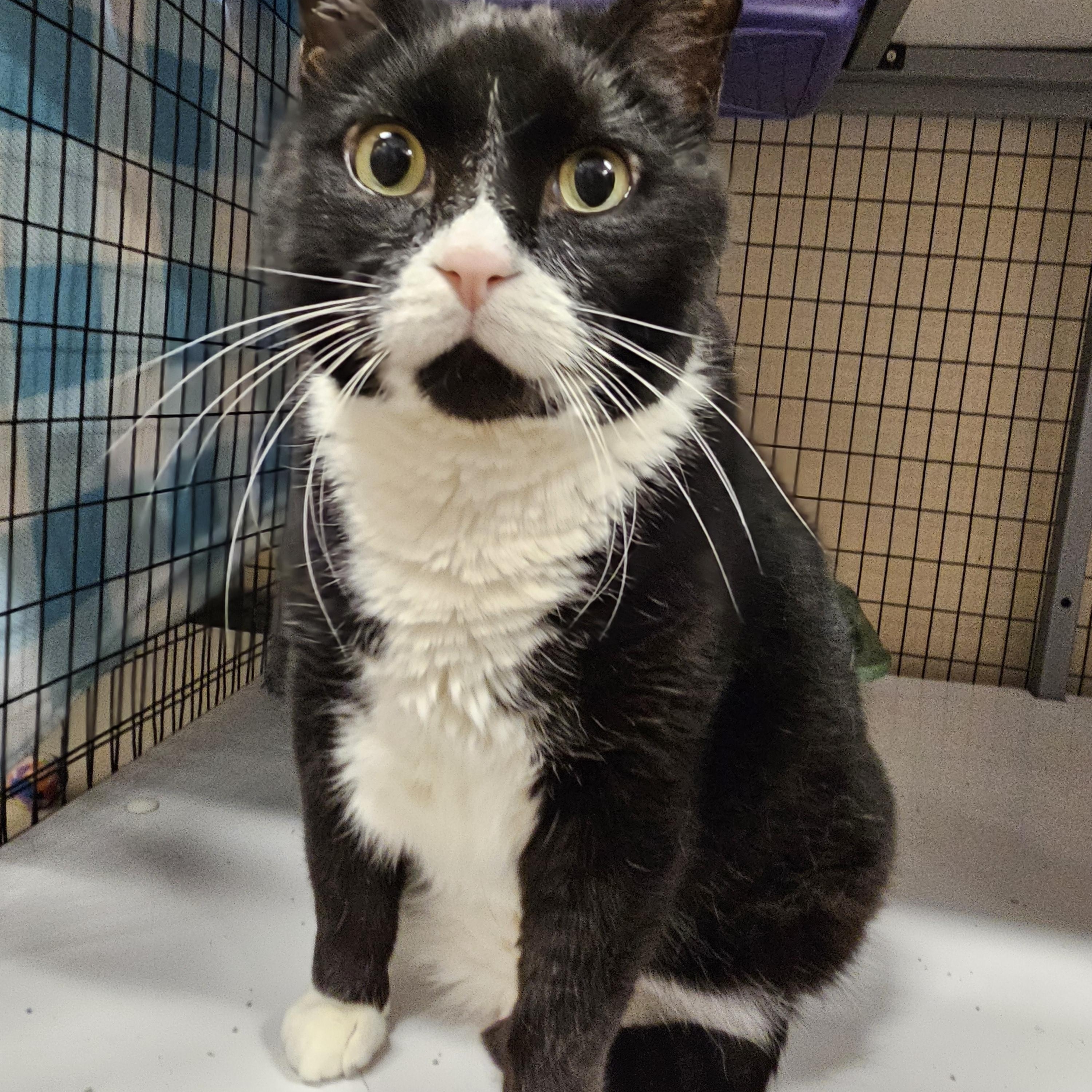 Otto, a Adoptable Domestic Short Hair in Davenport, IA image 1/2