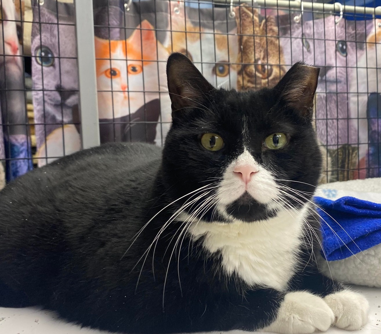 Otto, a Adoptable Domestic Short Hair in Davenport, IA image 2/2