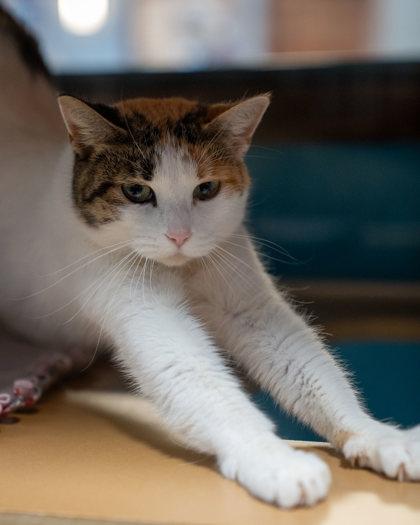 Enlarge Blaze, a Adoptable mixed breed image 1/2