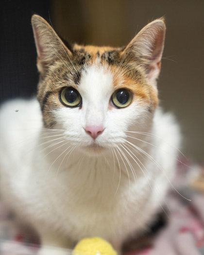 Enlarge Blaze, a Adoptable mixed breed image 2/2