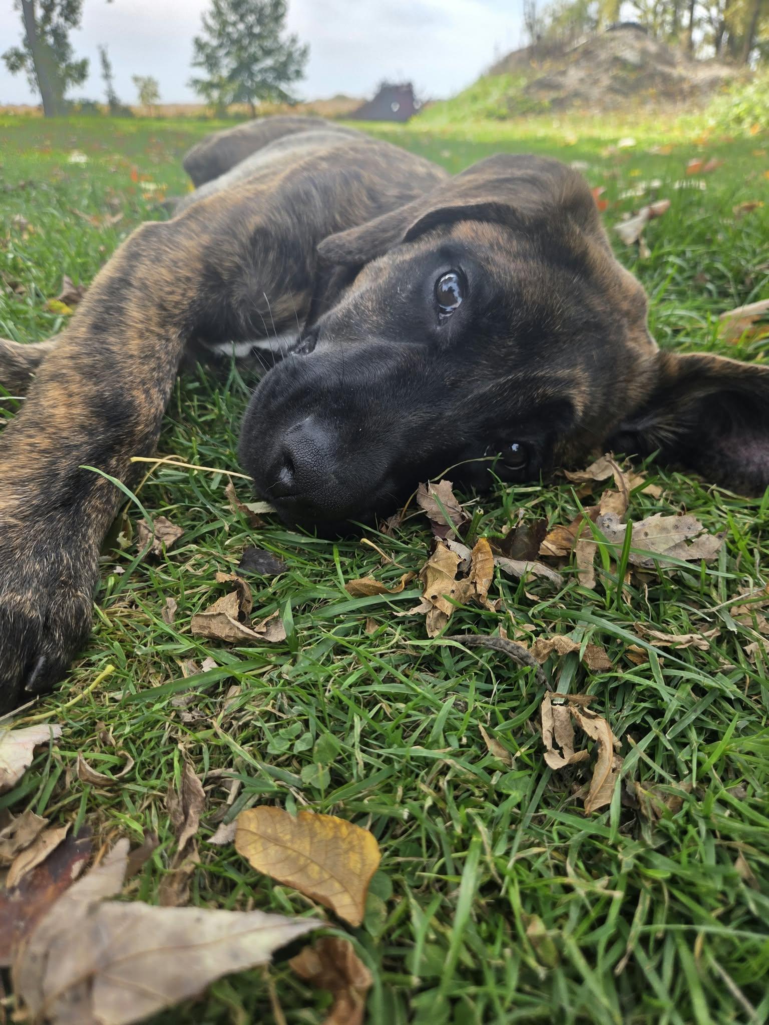 Enlarge Diego, a Adoptable mixed breed in Appin, ON image 3/5