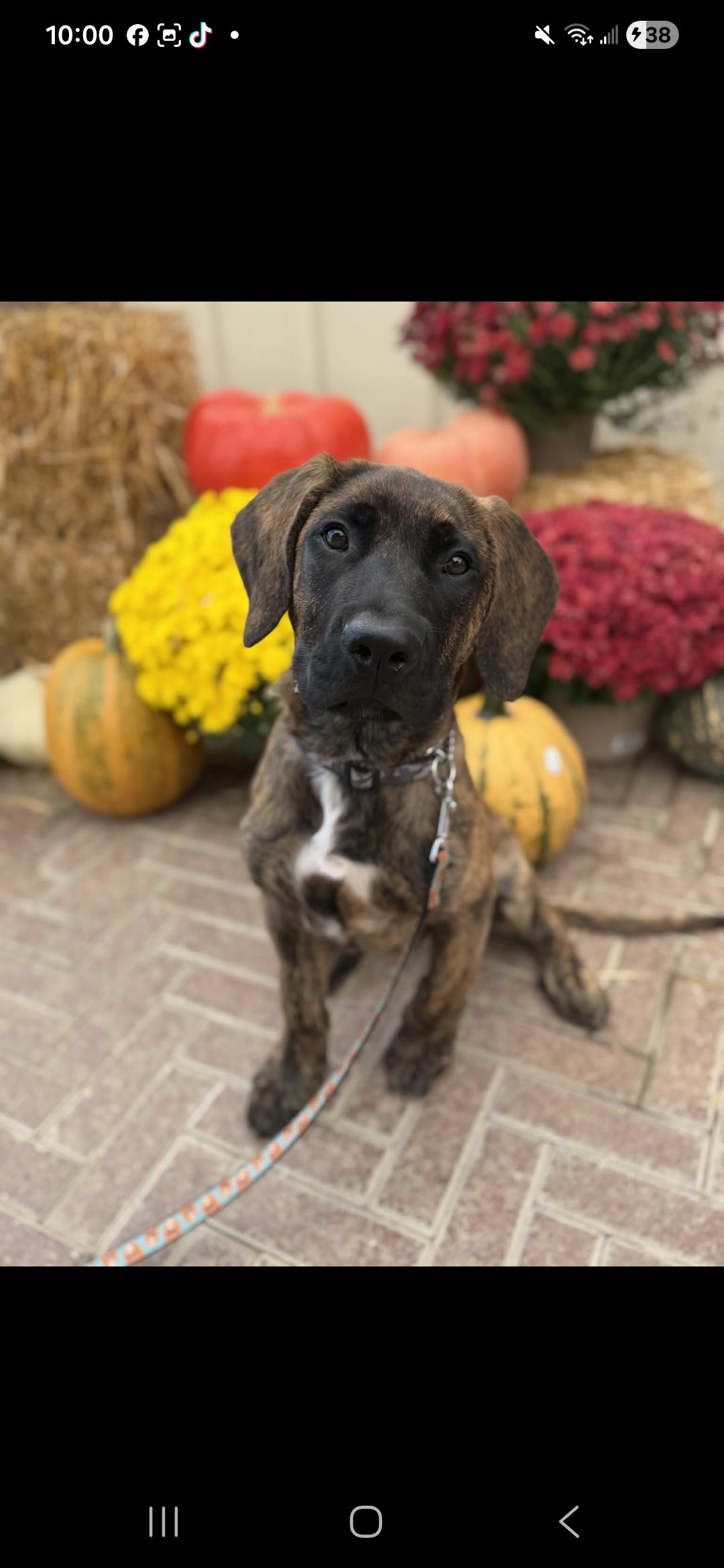 Enlarge Diego, a Adoptable mixed breed in Appin, ON image 5/5