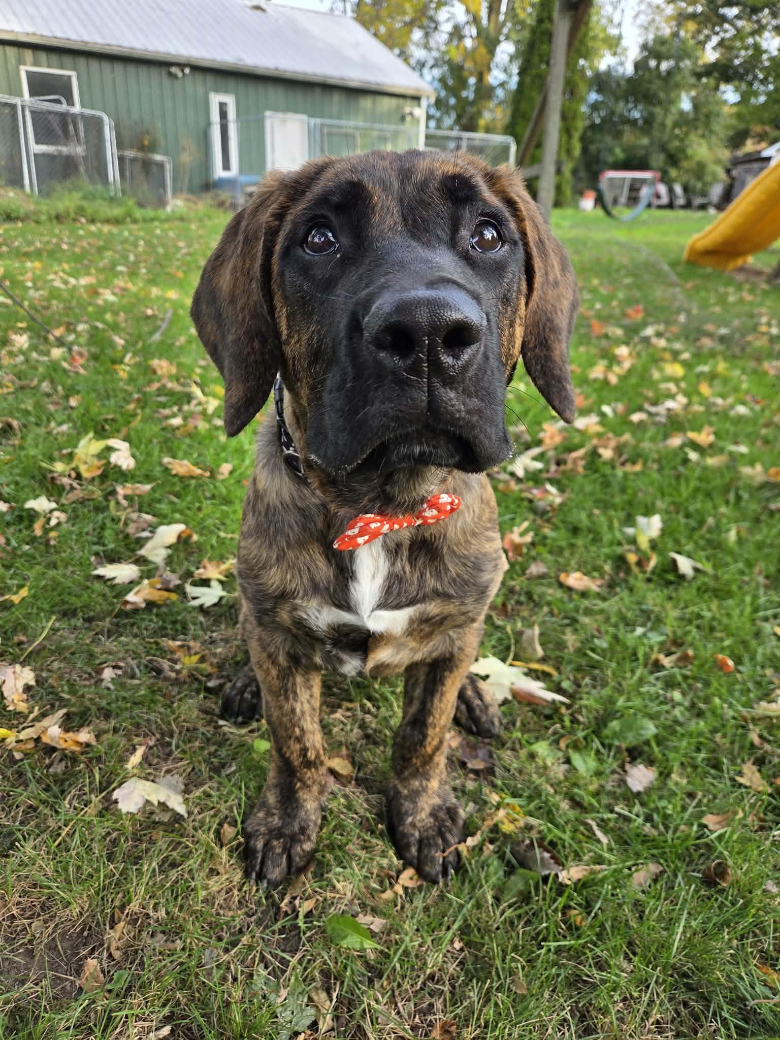 Enlarge Diego, a Adoptable mixed breed in Appin, ON image 2/5