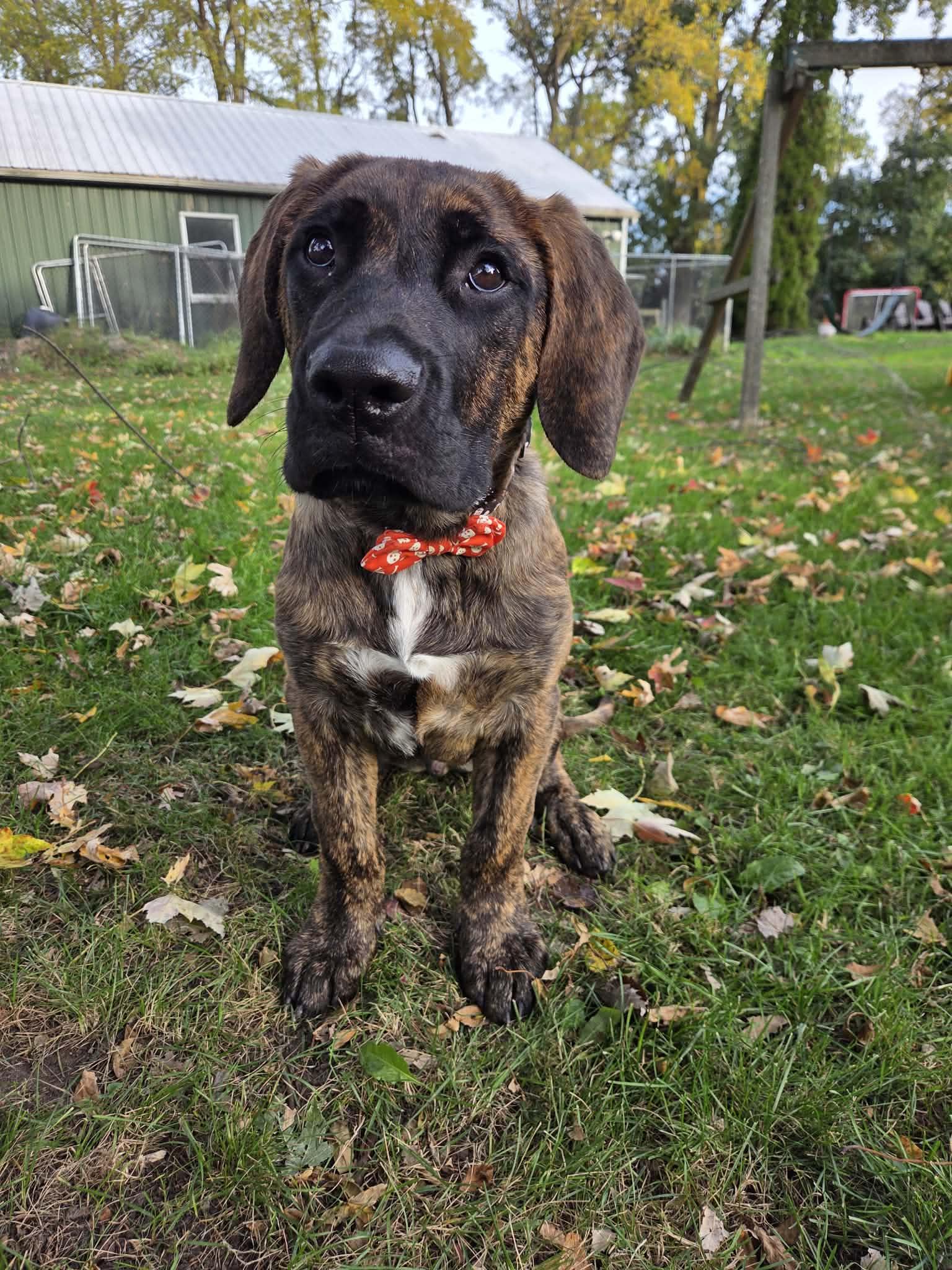 Diego, Adoptable, Puppy Male Presa Canario.