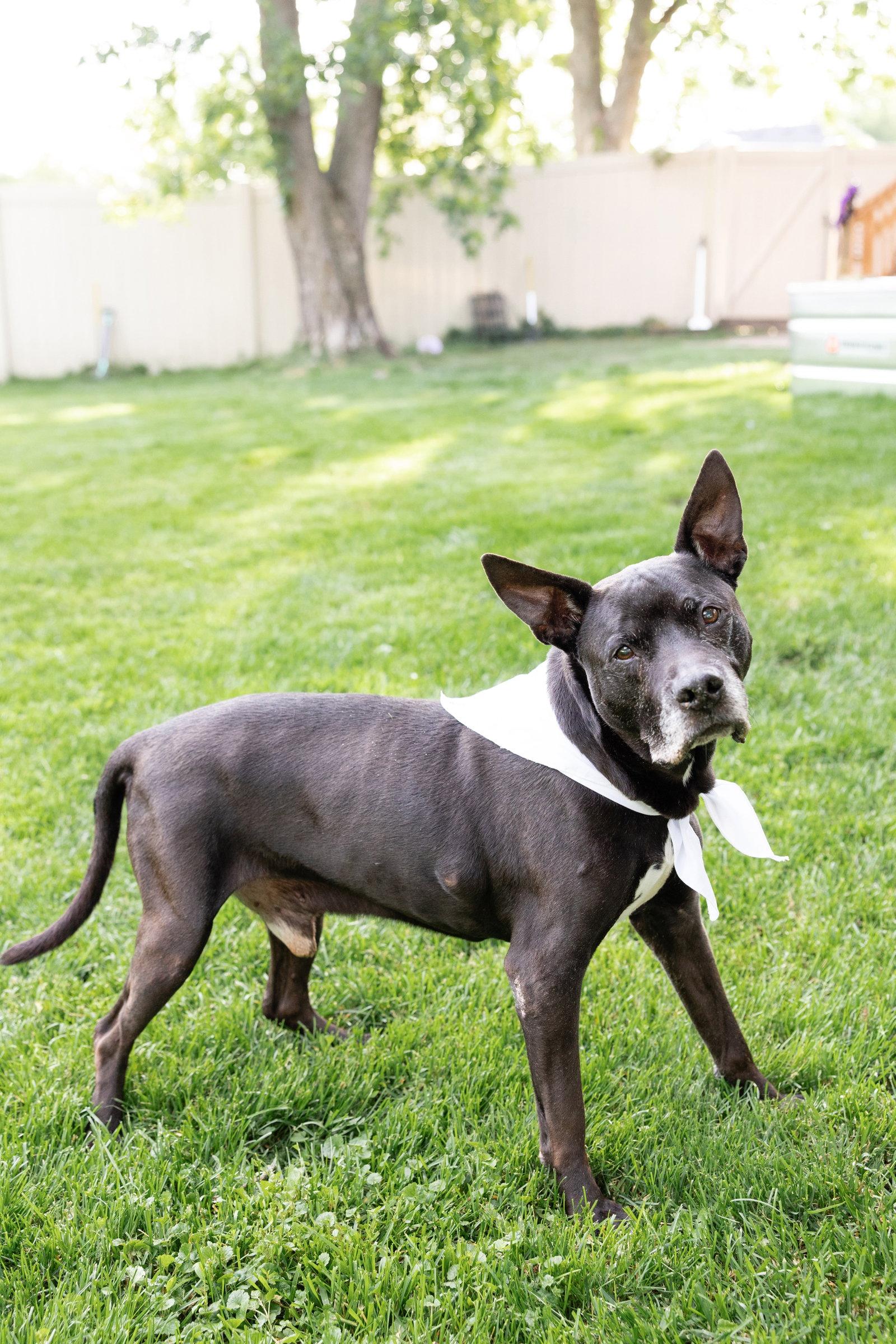 Gramps, Adoptable, Senior Male Pit Bull Terrier.