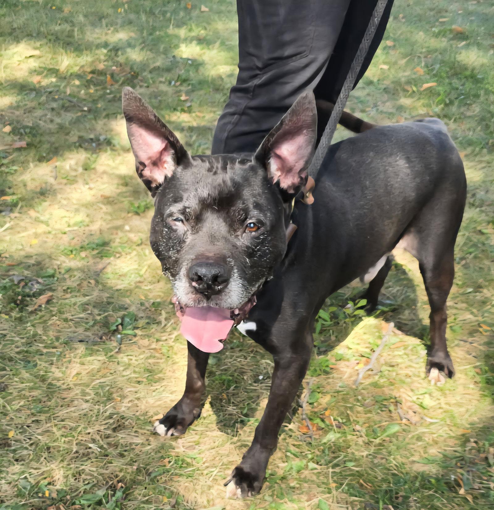 Gramps, Adoptable, Senior Male Pit Bull Terrier.