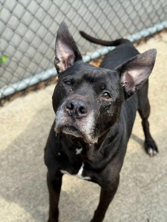 Enlarge Gramps, a Adoptable Pit Bull Terrier in Crete, IL image 1/3