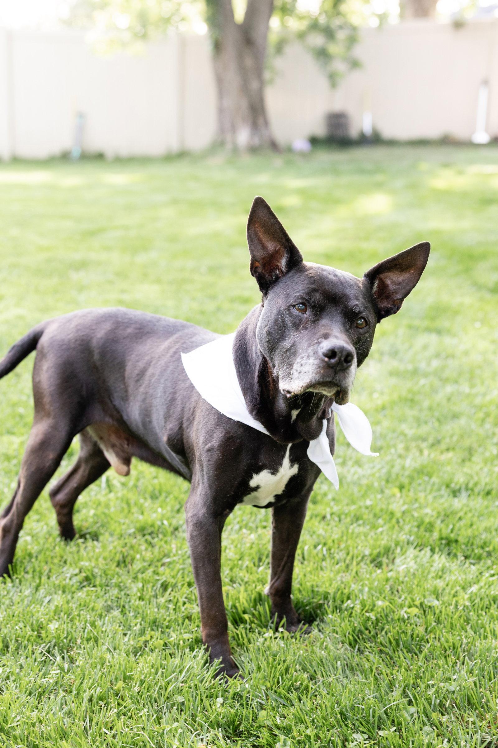 Gramps, a Adoptable Pit Bull Terrier in Crete, IL image 2/3