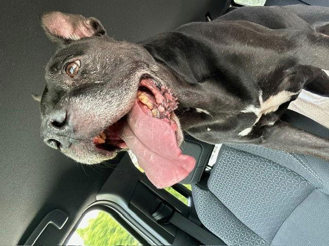 Gramps, Adoptable, Senior Male Pit Bull Terrier.