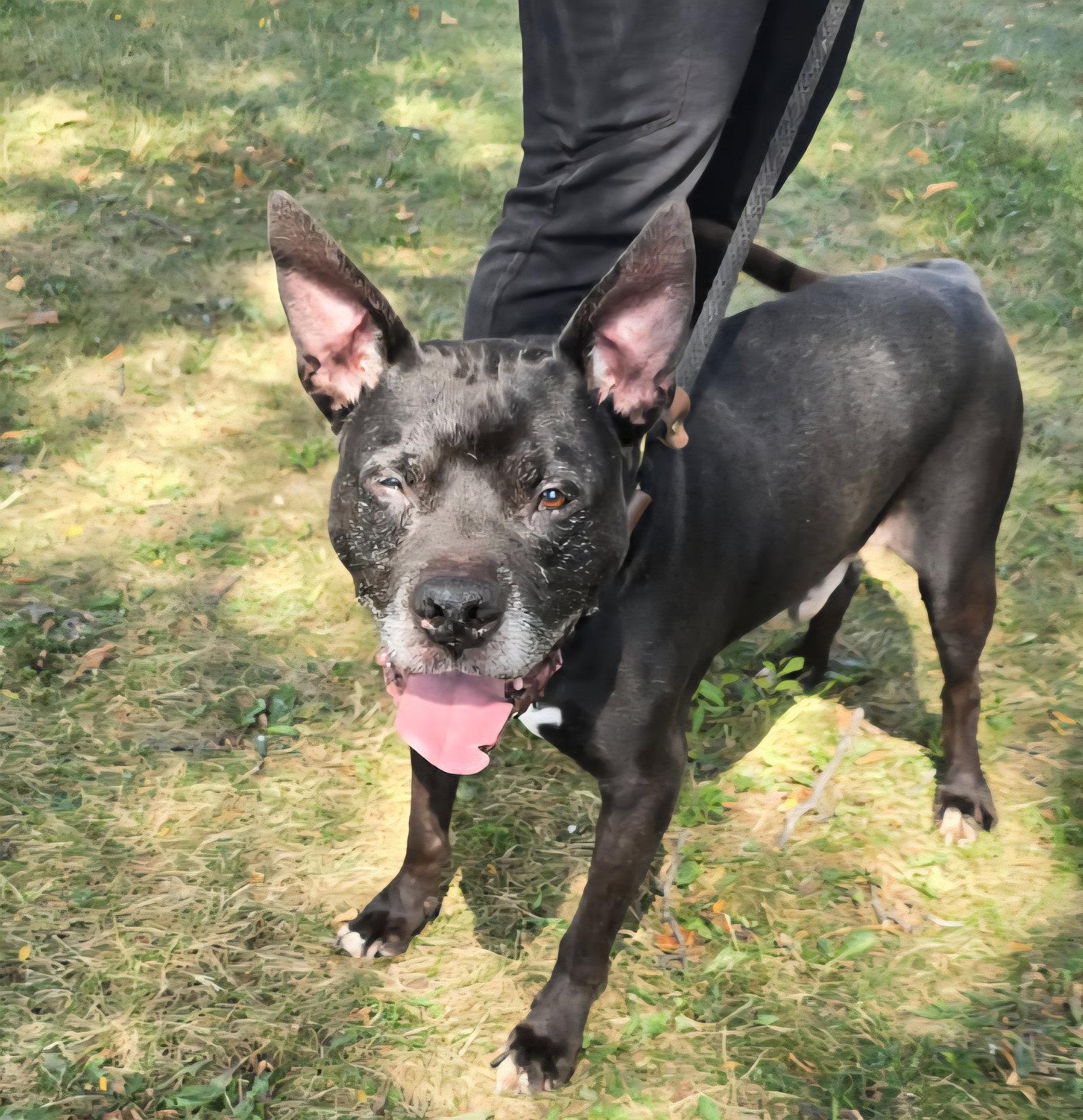 Enlarge Gramps, a Adoptable Pit Bull Terrier in Crete, IL image 2/3