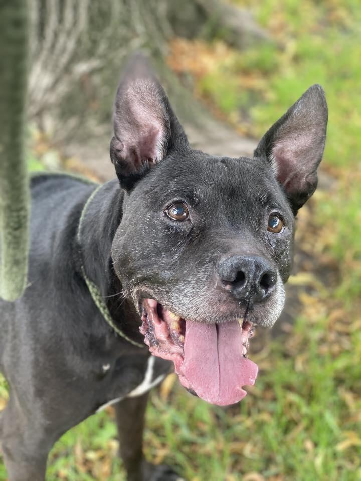 Enlarge Gramps, a Adoptable Pit Bull Terrier in Crete, IL image 3/3