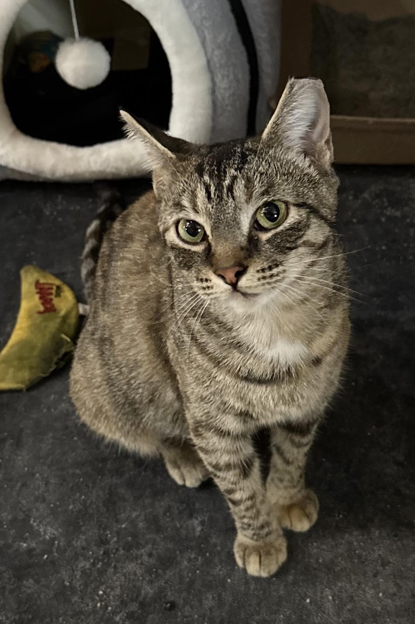 Enlarge Honey, a Adoptable Domestic Short Hair in Toledo, OH image 2/3