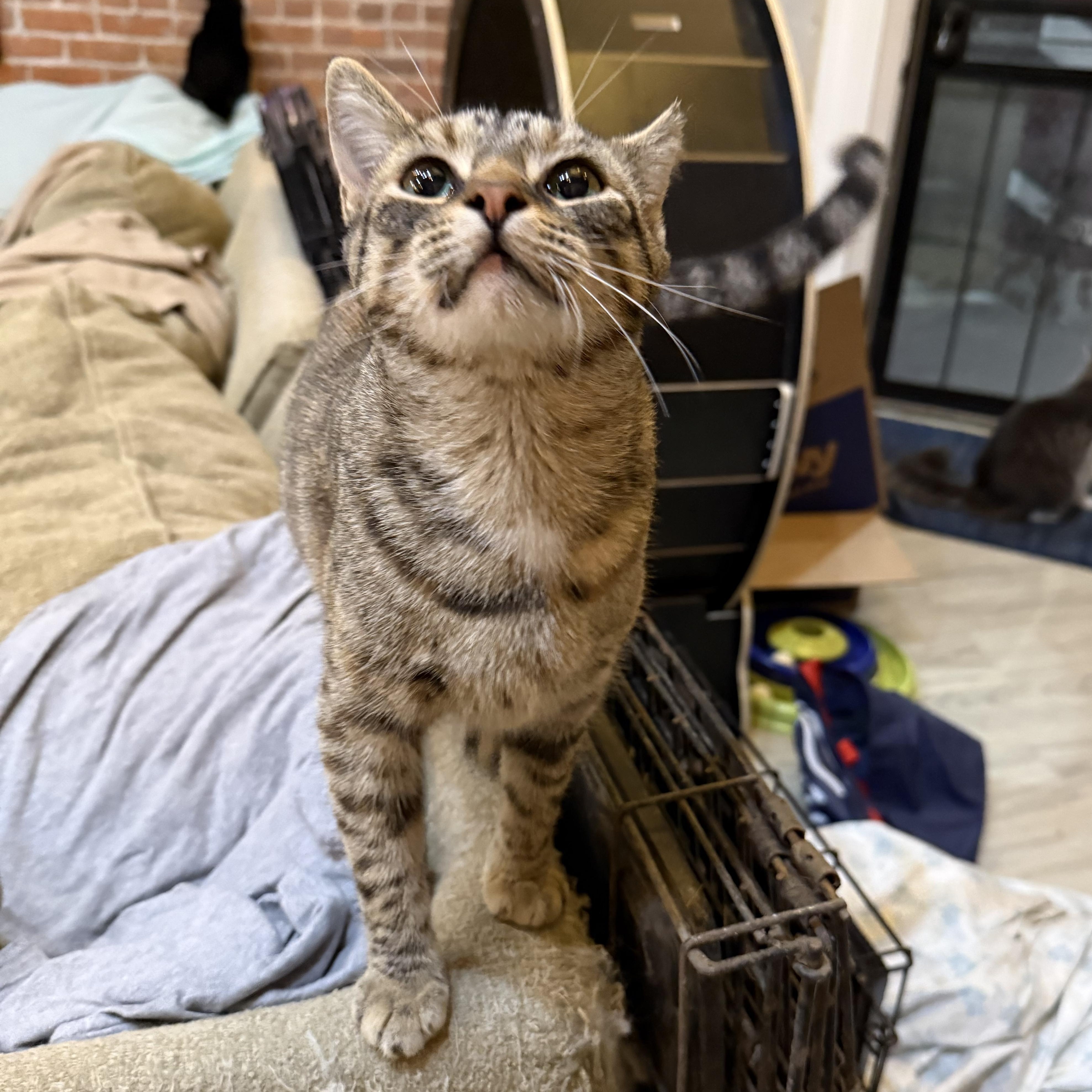 Enlarge Honey, a Adoptable Domestic Short Hair in Toledo, OH image 1/3
