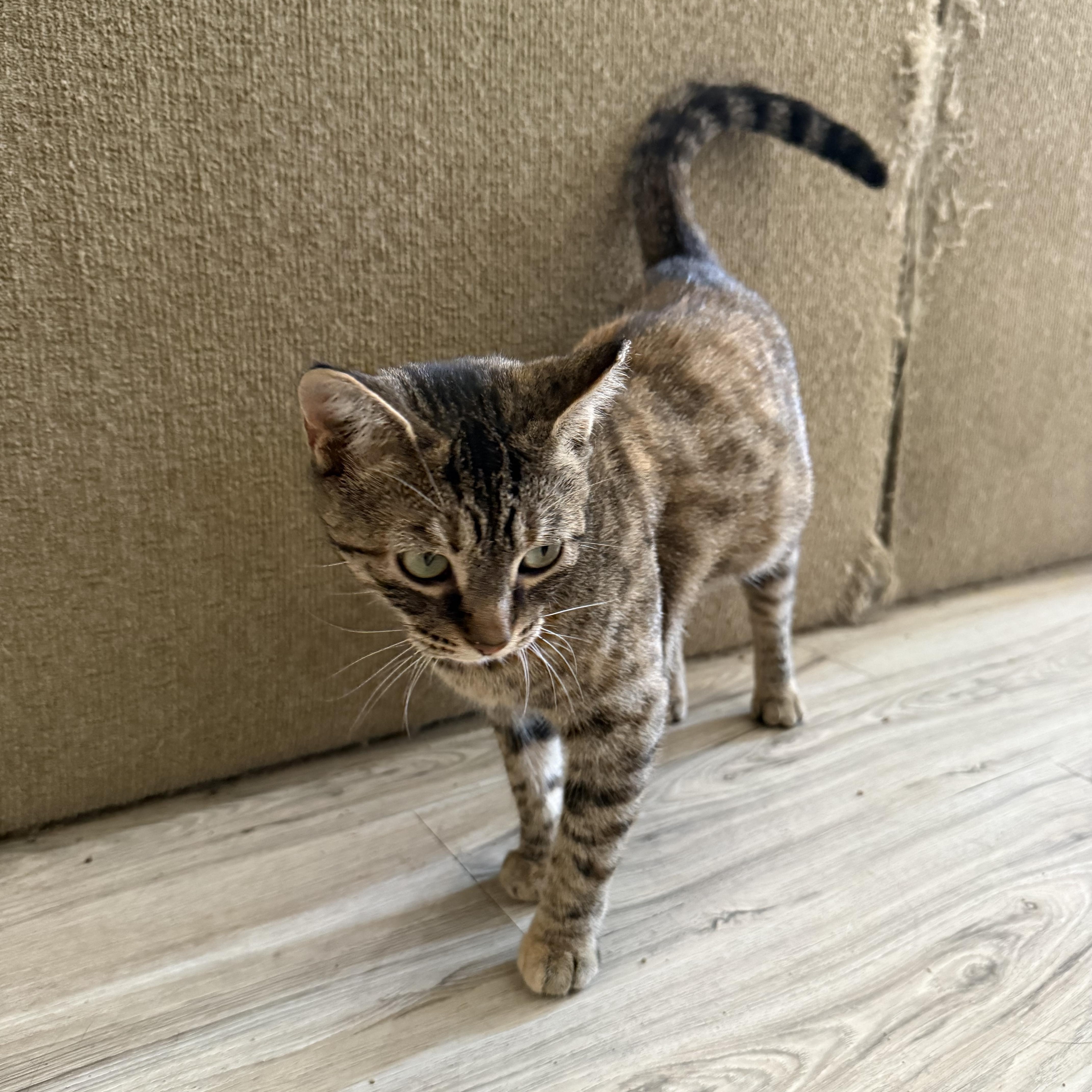 Enlarge Honey, a Adoptable Domestic Short Hair in Toledo, OH image 3/3