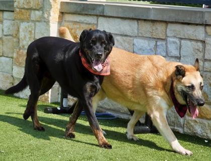 Deeno, Adoptable, Adult Male Rottweiler & Mixed Breed.