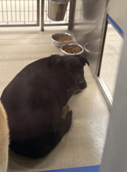 Enlarge Deeno, a Adoptable mixed breed in North Richland Hills, TX image 1/1