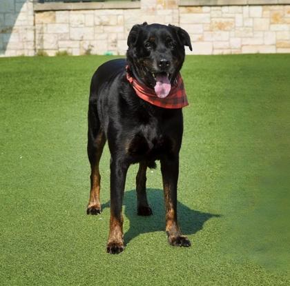 Enlarge Deeno, a Adoptable mixed breed in North Richland Hills, TX image 1/3
