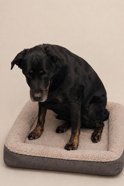 Deeno, a Adoptable mixed breed in North Richland Hills, TX image 2/3