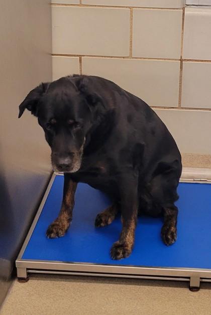 Deeno, a Adoptable mixed breed in North Richland Hills, TX image 3/3