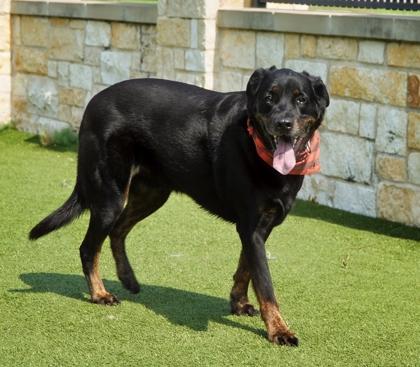 Enlarge Deeno, a Adoptable mixed breed in North Richland Hills, TX image 3/3