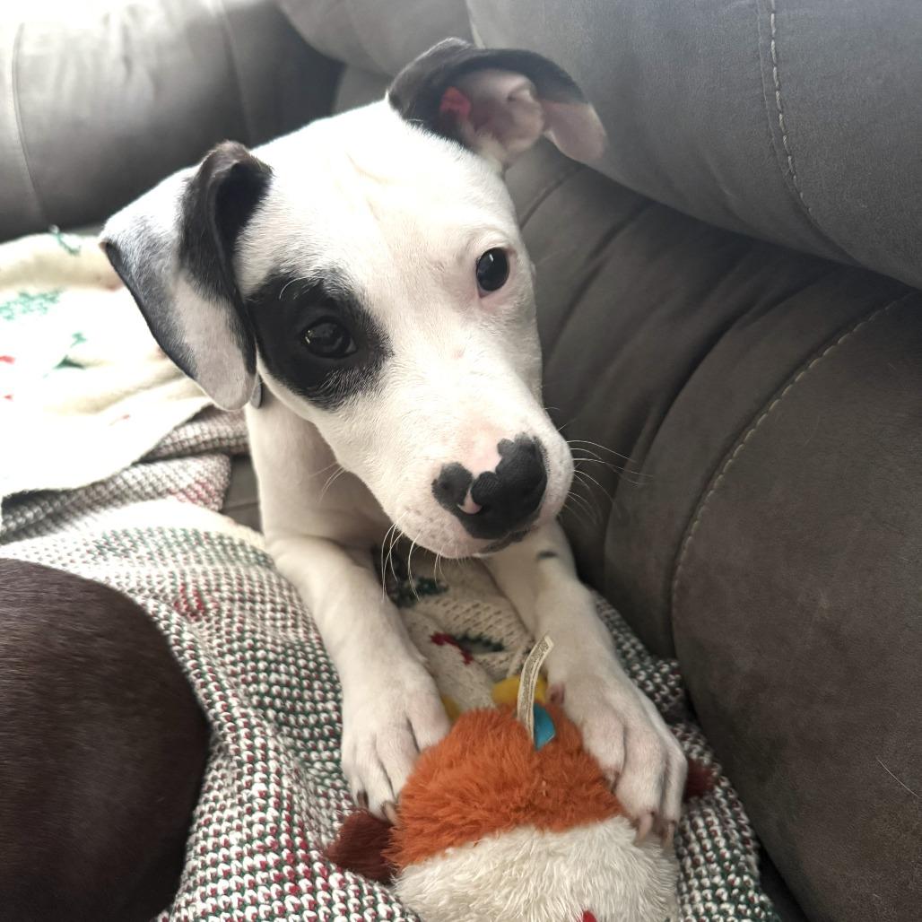 Scout — thumbnail 2