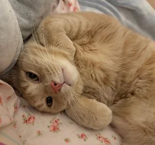 Gus (sweet buff boy), an adoptable Domestic Short Hair in Lemoyne, PA, 17043 | Photo Image 6