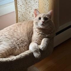 Gus (sweet buff boy), an adoptable Domestic Short Hair in Lemoyne, PA, 17043 | Photo Image 3