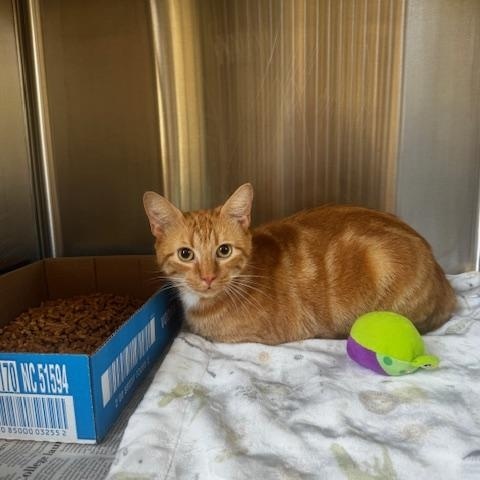 Enlarge Maui, an adopted Domestic Short Hair in Clayton, GA image 1/1