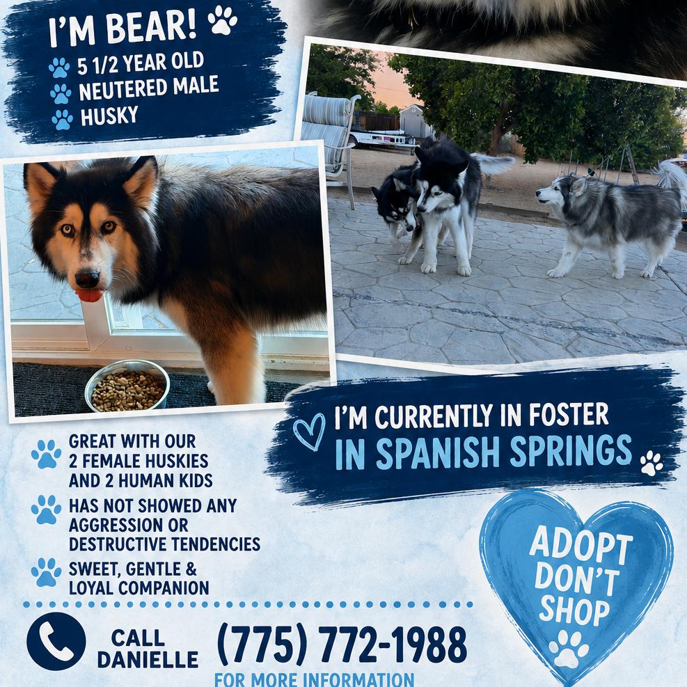 Bear photo
