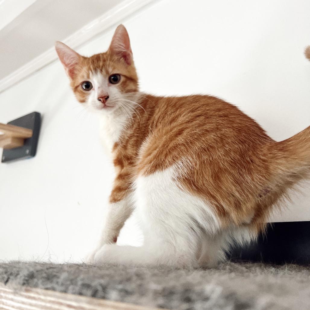 BUMBLEBEE, Adoptable, Young Male Domestic Short Hair.