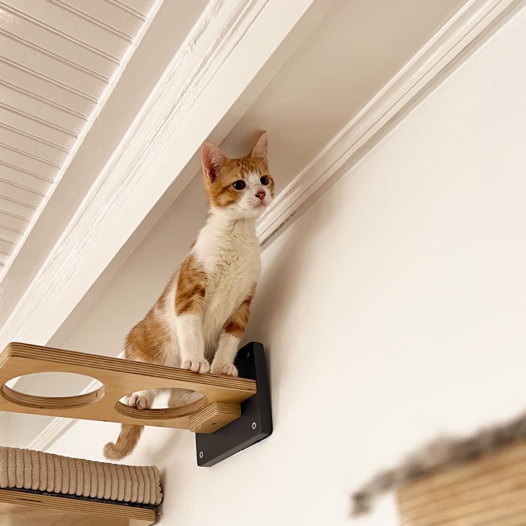 Enlarge BUMBLEBEE, a Adoptable Domestic Short Hair in San Antonio, TX image 2/6