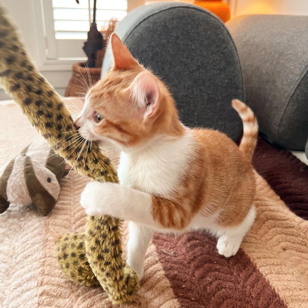 Enlarge BUMBLEBEE, a Adoptable Domestic Short Hair in San Antonio, TX image 3/6