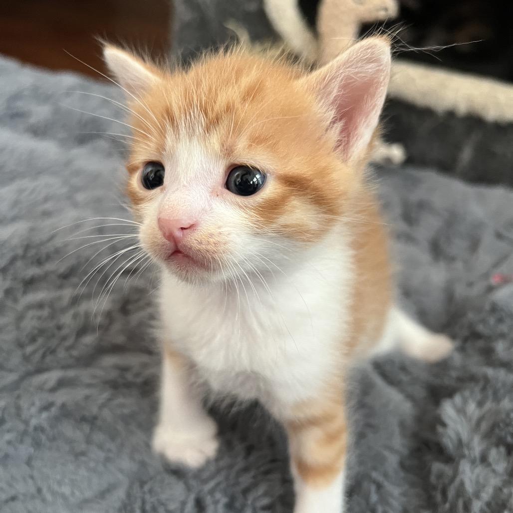 Enlarge BUMBLEBEE, a Adoptable Domestic Short Hair in San Antonio, TX image 4/6